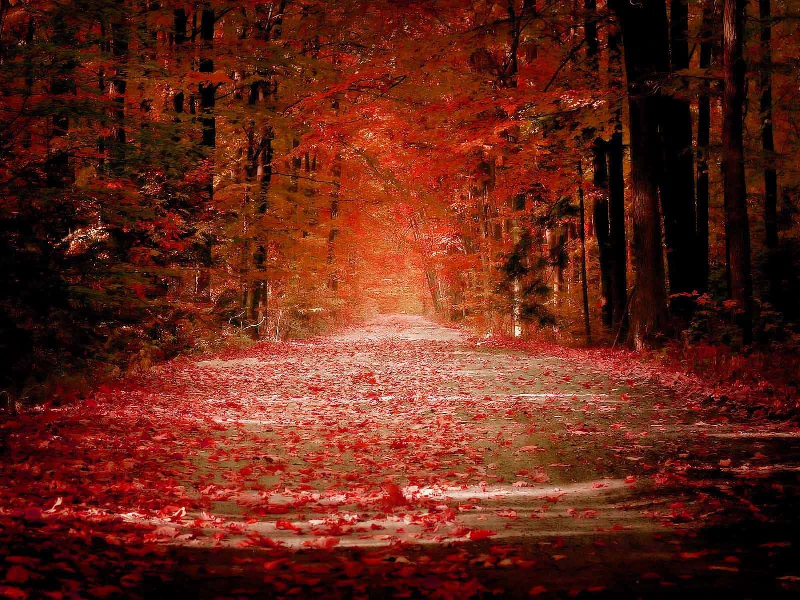 Red Forest For Dark Autumn Wallpaper