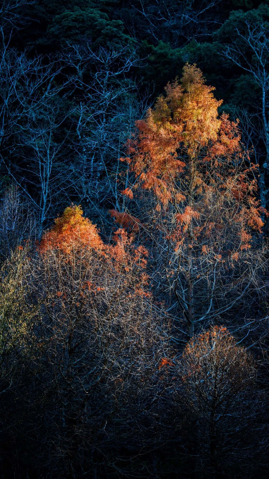 Dark Autumn With Maple Tree Wallpaper