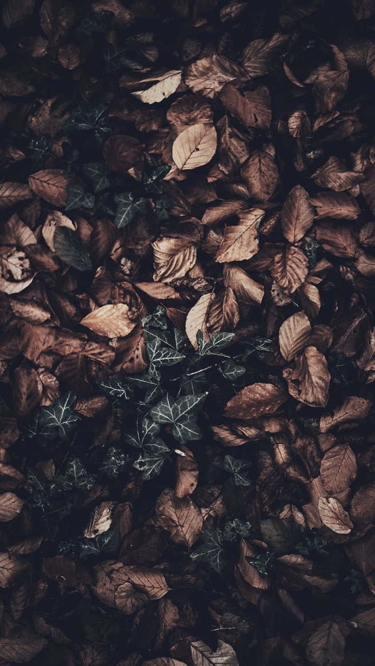 Grüneund Braune Getrocknete Blätter Für Den Dunklen Herbst. Wallpaper