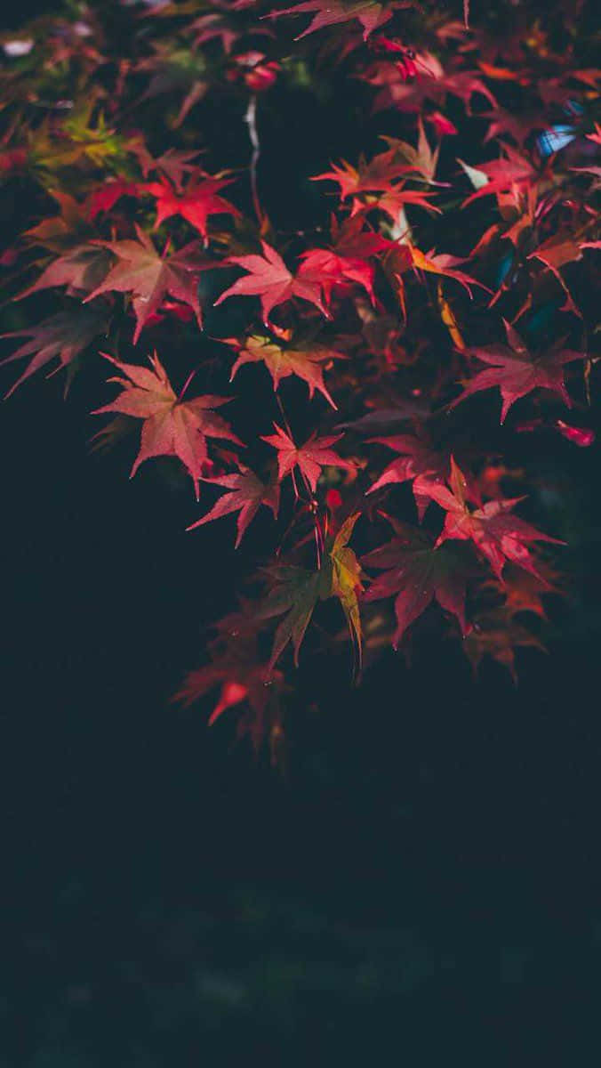 Dark Autumn With Pink Maple Leaves Wallpaper