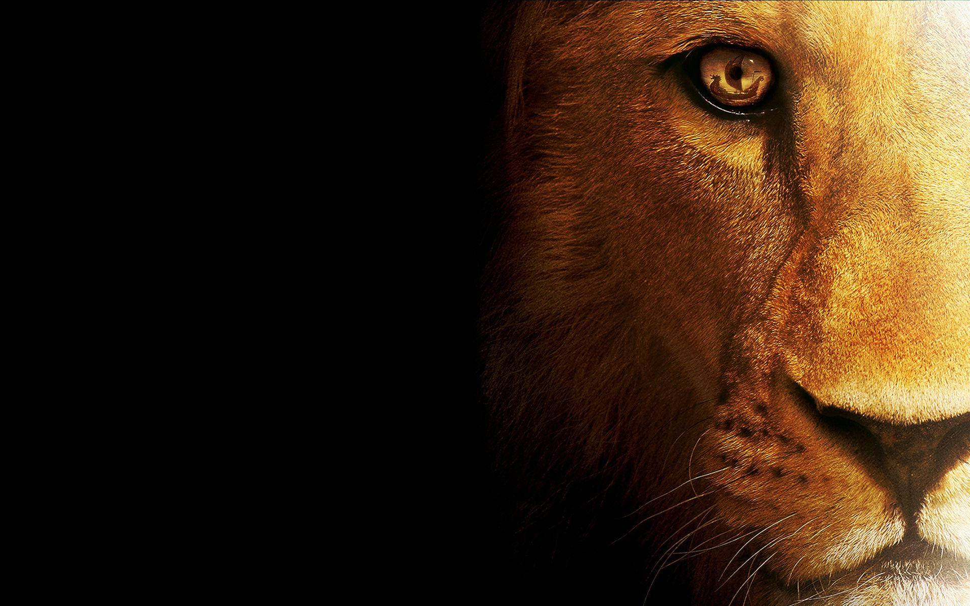 Dark Background For 3d Lion Theme Wallpaper