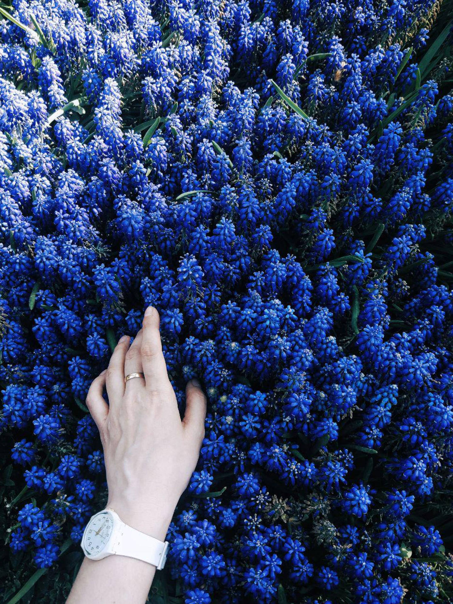 Dark Blue Aesthetic Flowers Wallpaper