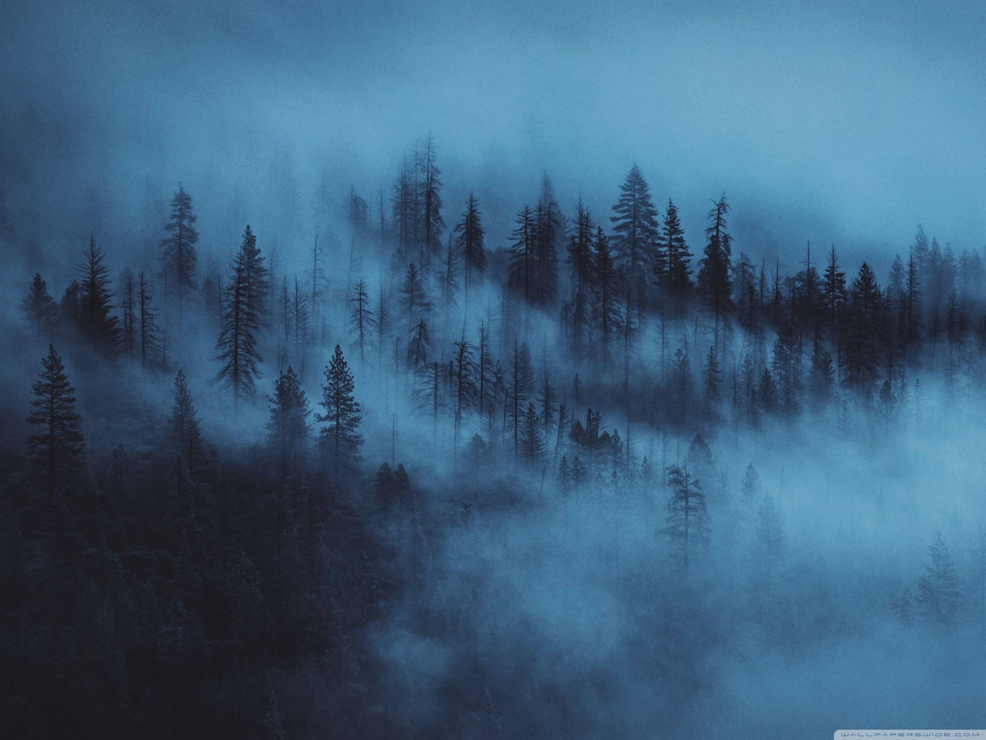 Dark Blue Aesthetic Forest