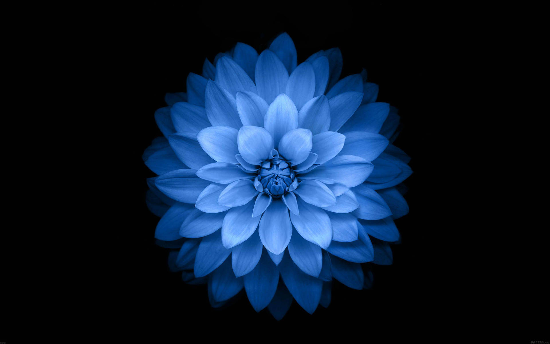 Dark Blue Aesthetic Giant Flower Picture