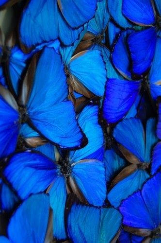 Dark Blue Aesthetic Tumblr Butterflies Wallpaper