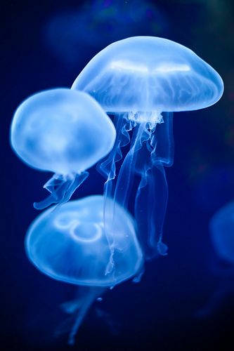 Dark Blue Aesthetic Tumblr Jelly Fish Wallpaper