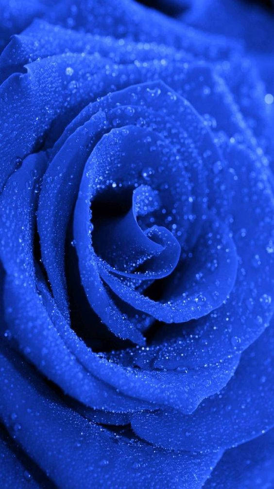 Dark Blue Aesthetic Tumblr Rose Wallpaper