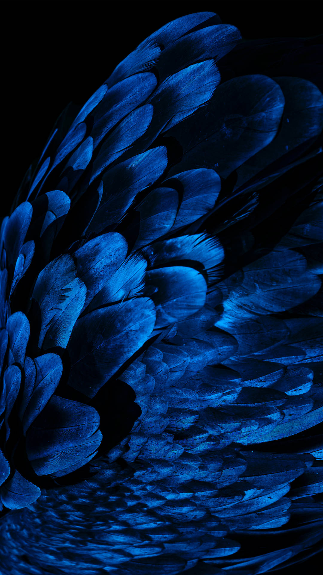 A Single Dark Blue Feather Against a White Background Wallpaper