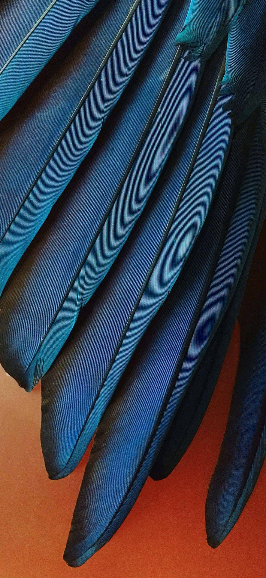 Dark Blue Feathers Ios 12 Wallpaper