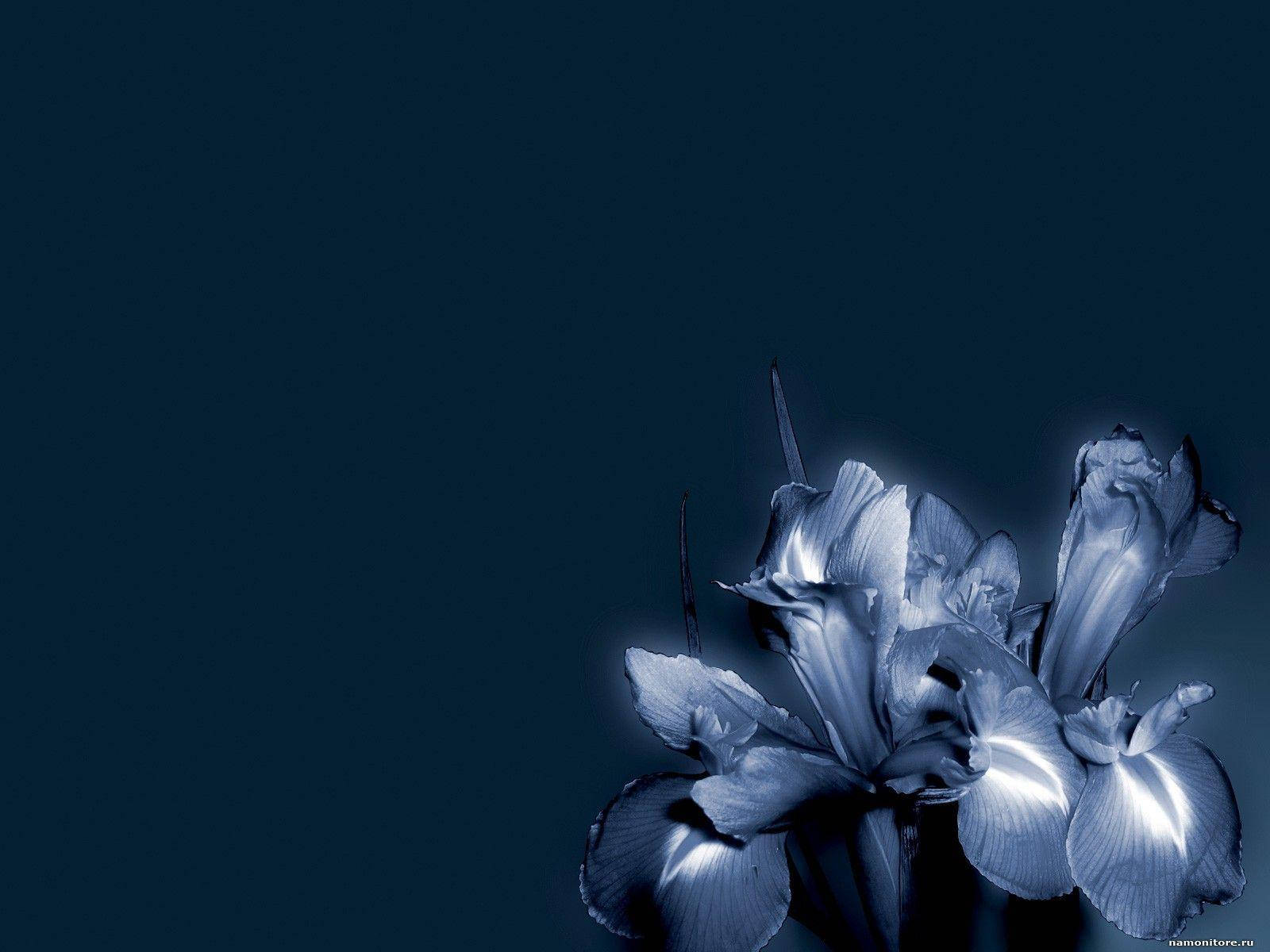 Dark Blue Floral Petals