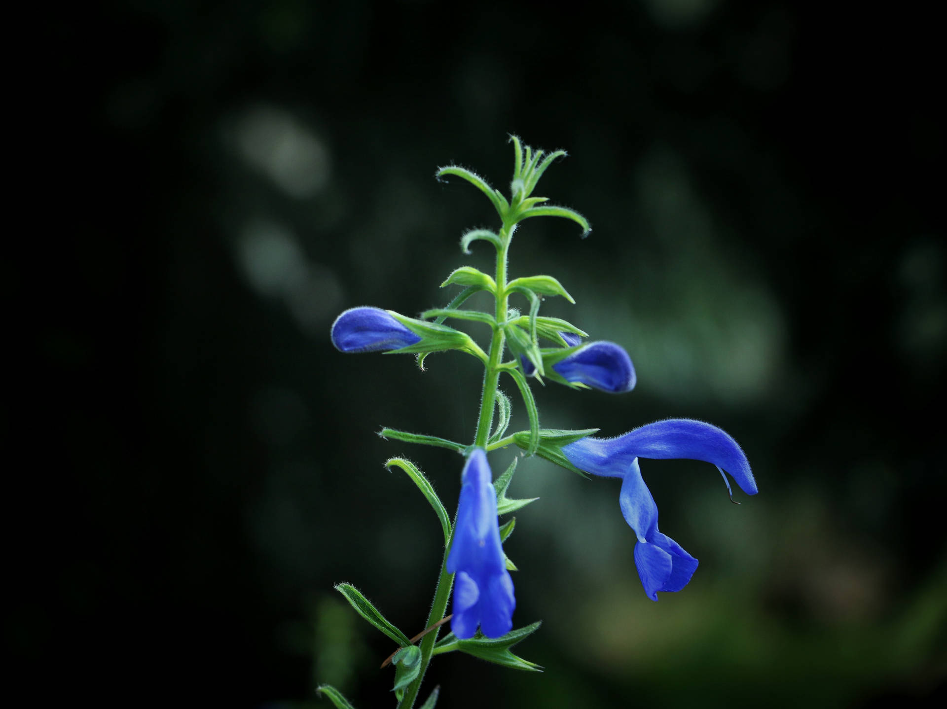 A Peaceful Display of Dark Blue Flower Buds Wallpaper