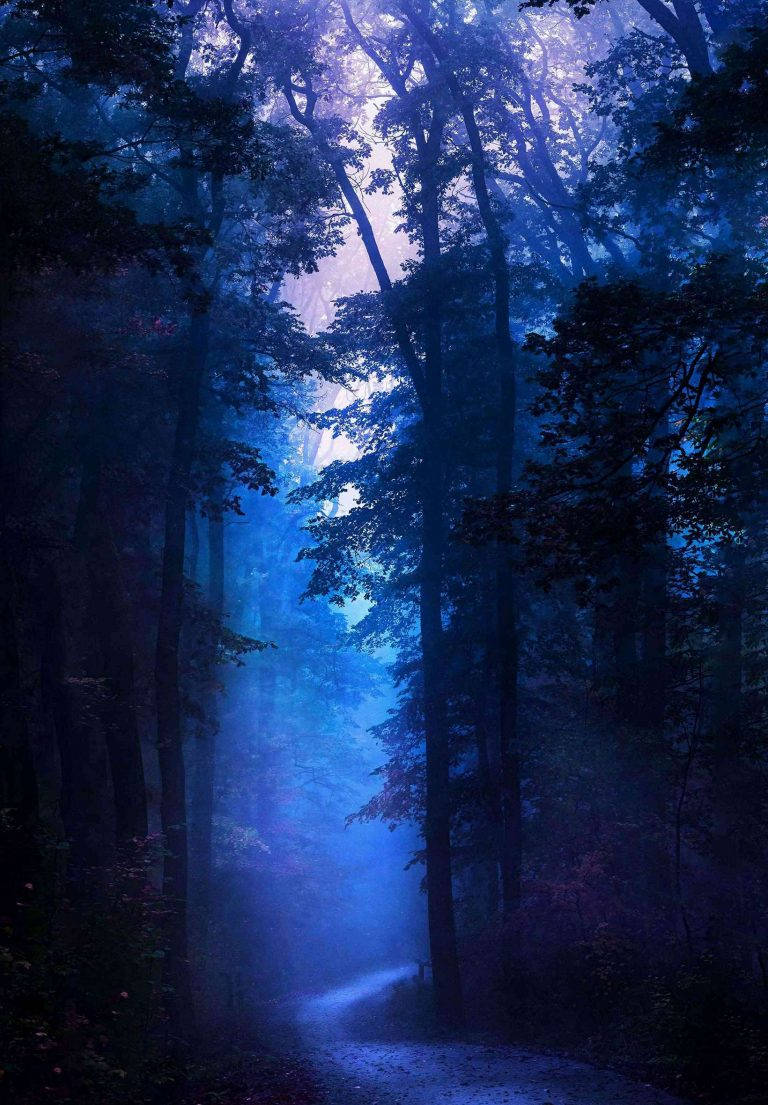 Dark Blue Forest Ipad 2021 Background