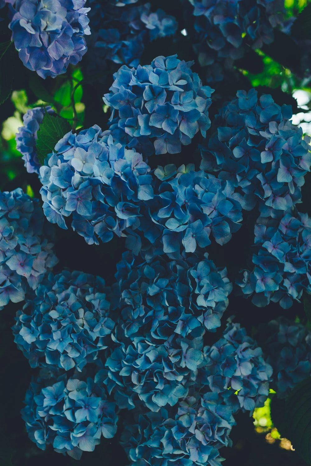 Mörkblåhortensia Blommor. Wallpaper
