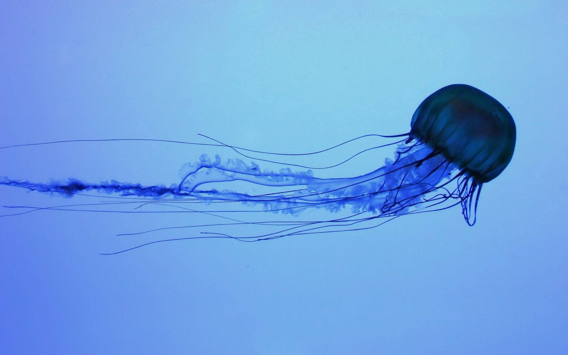 Dark Blue Jellyfish Background