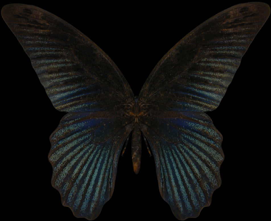 Dark Blue Morpho Butterfly PNG