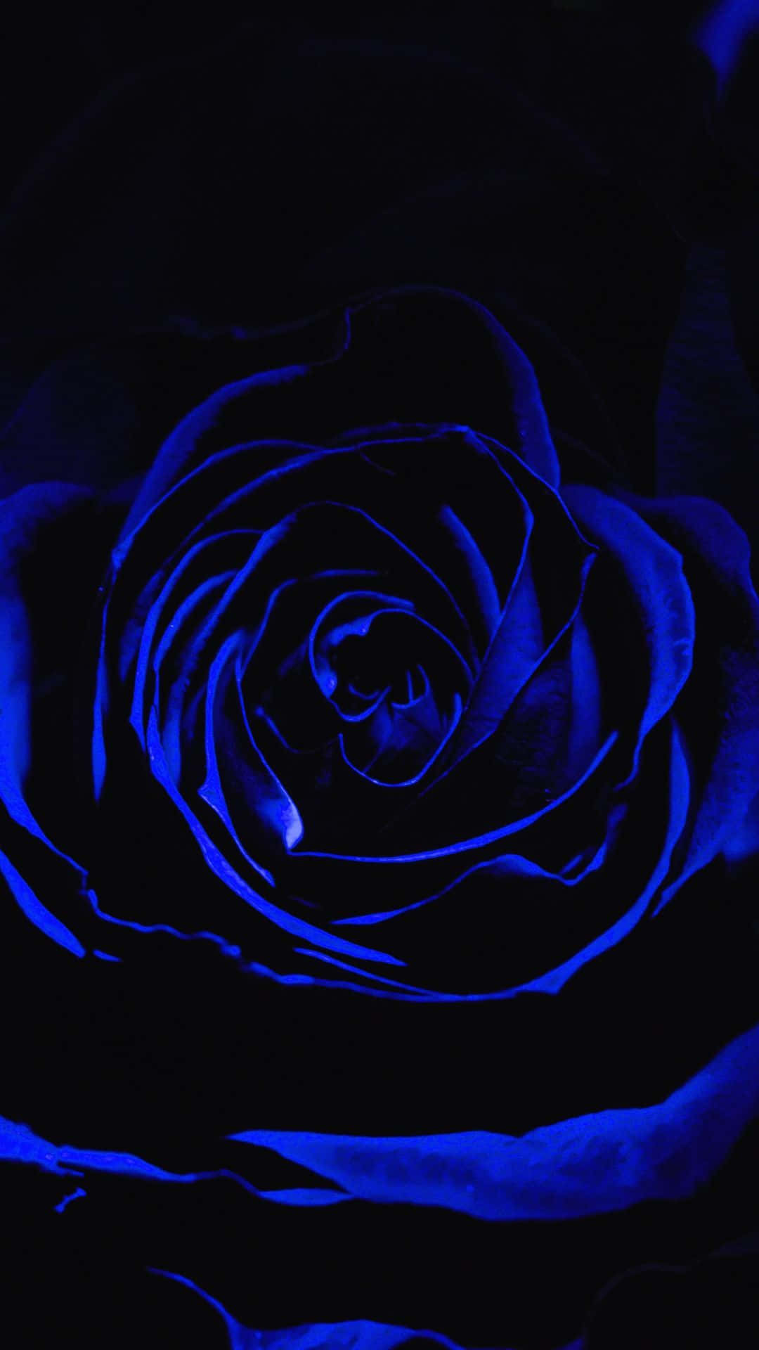 Dark Blue Rose Abstract – A beautiful mix of dark blue and pink colored rose petals. Wallpaper