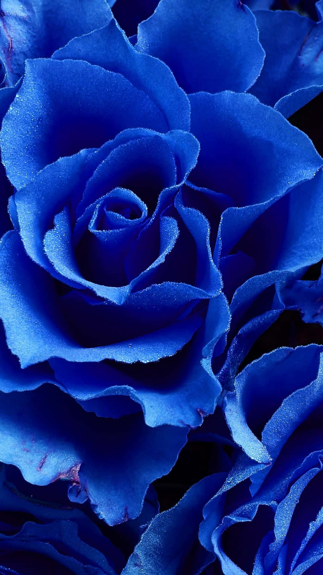 Serene Beauty: A Dark Blue Rose in Abstract Art Wallpaper