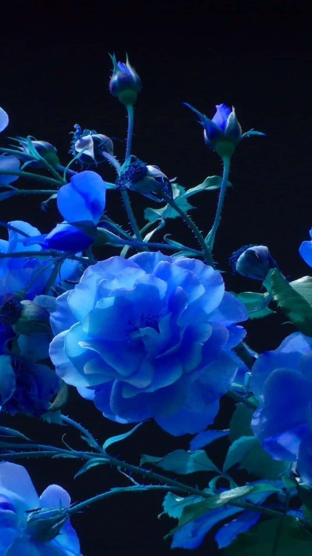 Download Dark Blue Rose Abstract Wallpaper | Wallpapers.com