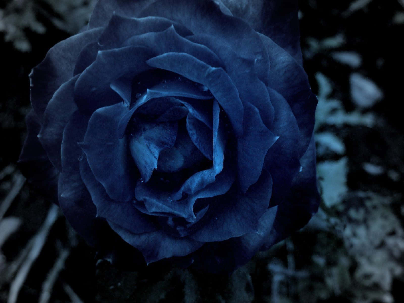 Dark Blue Rose Abstract Wallpaper