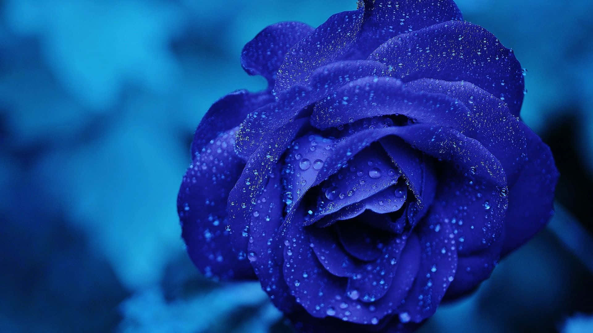 Rosaabstracta De Color Azul Oscuro. Fondo de pantalla