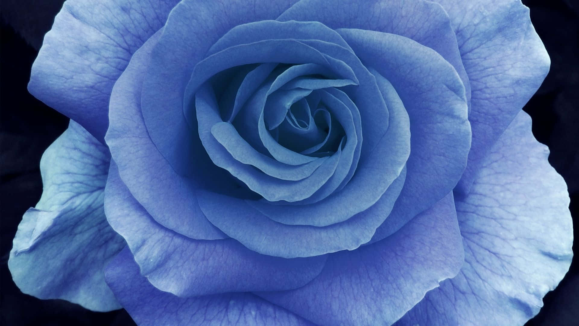 Dark Blue Rose Abstract Wallpaper