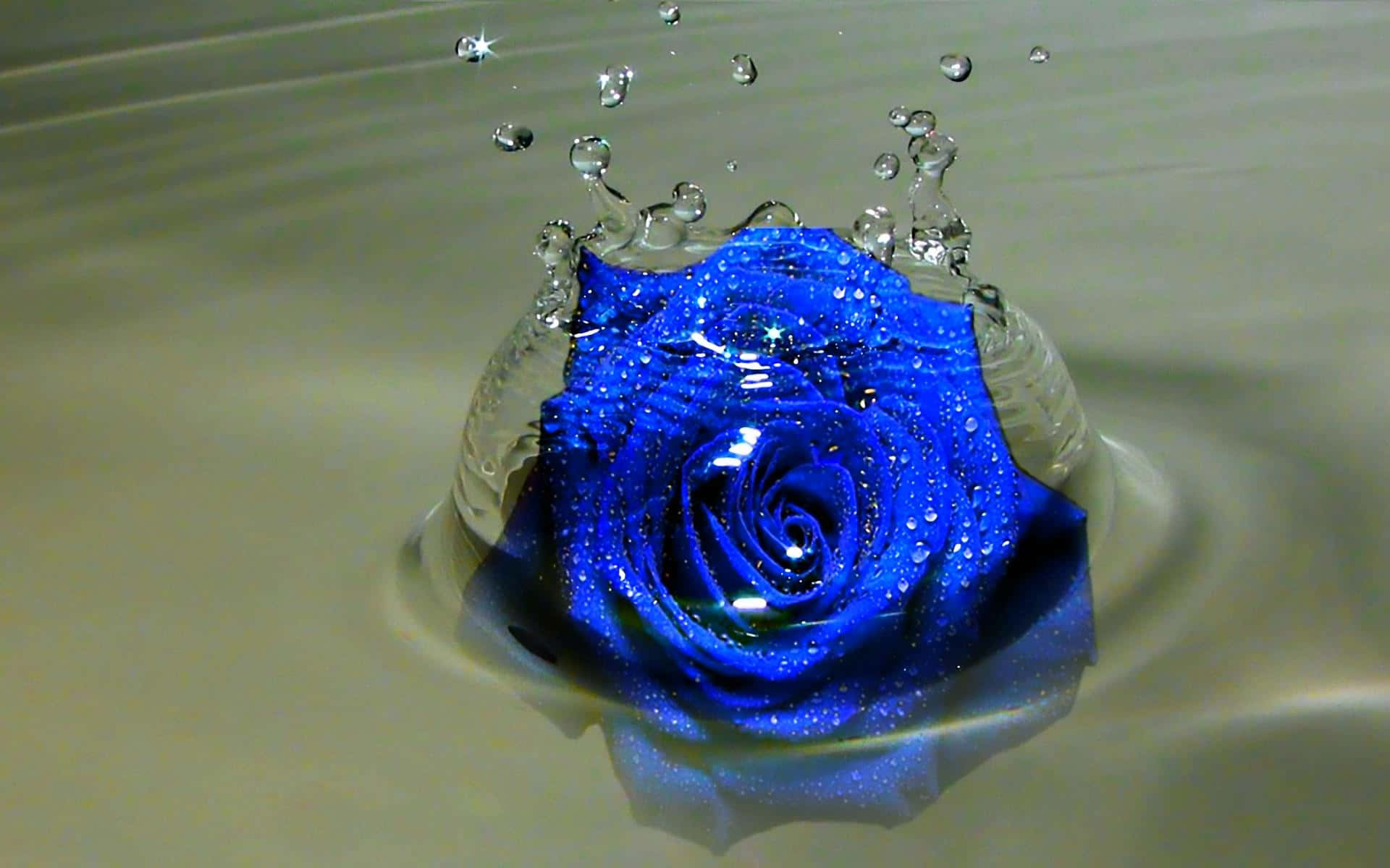 Dark Blue Rose Abstract Wallpaper