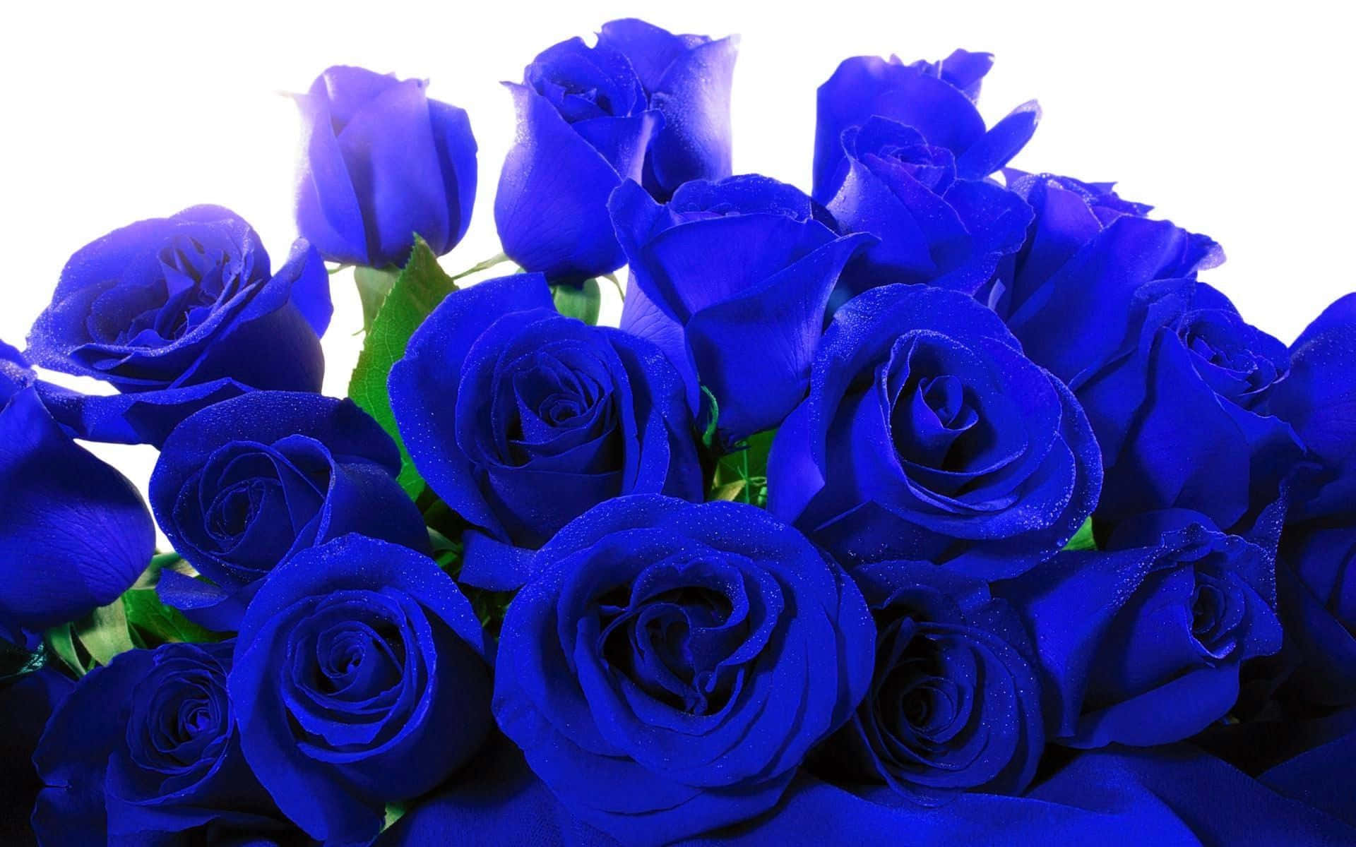 Dark Blue Rose Abstract Wallpaper