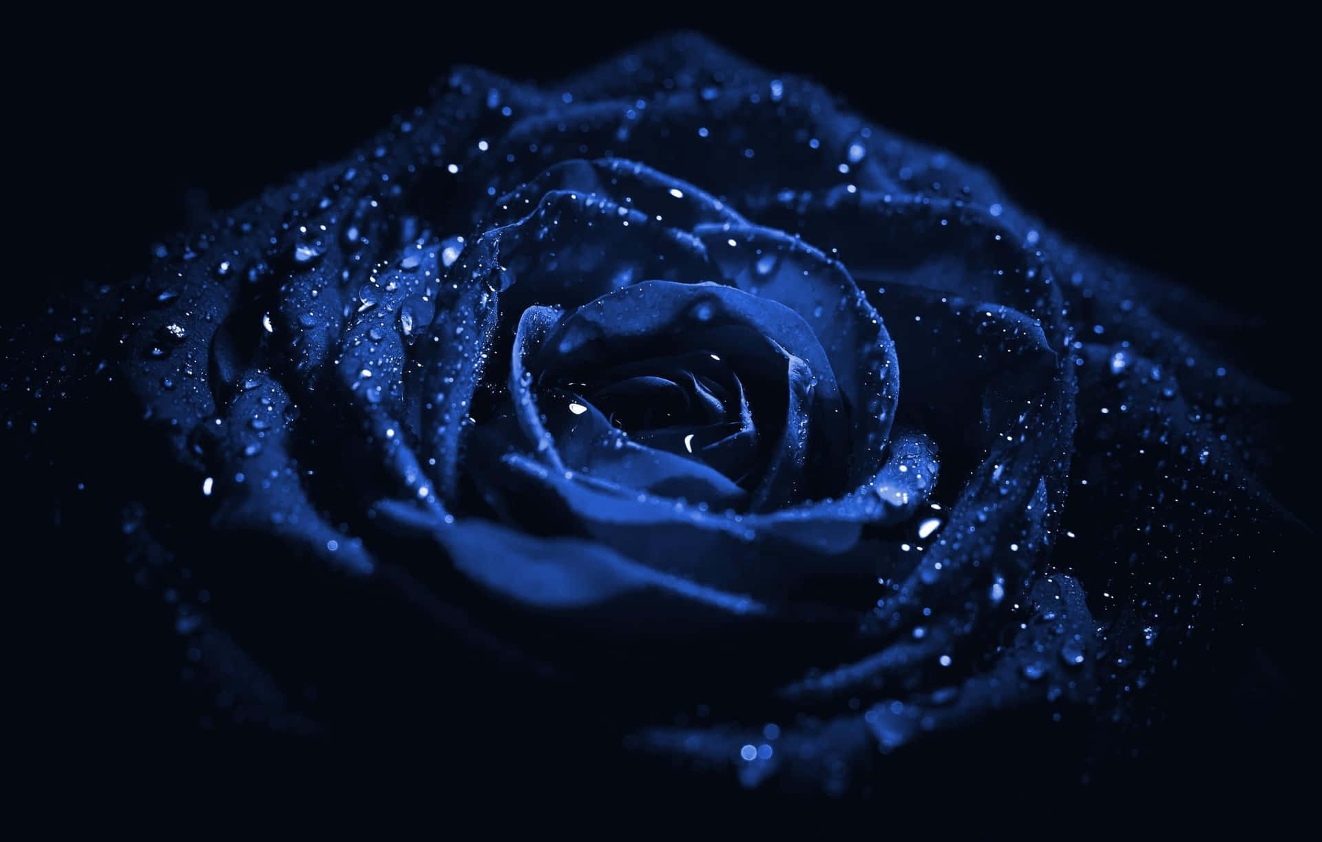 Abstractode Rosa Azul Oscuro. Fondo de pantalla