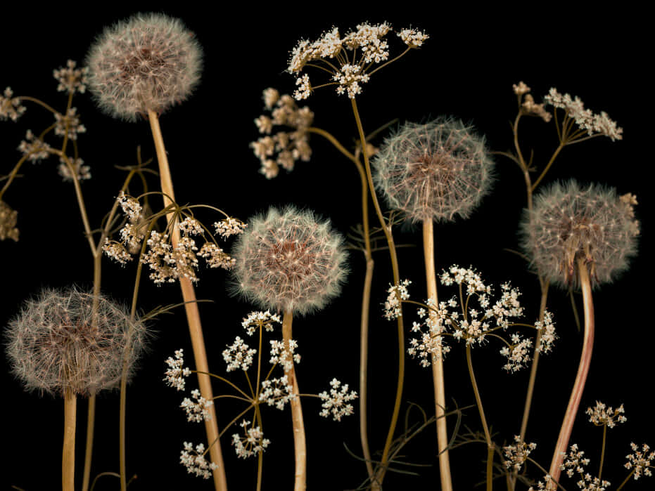 Texturade Madera Oscura Y Marrón Fondo de pantalla