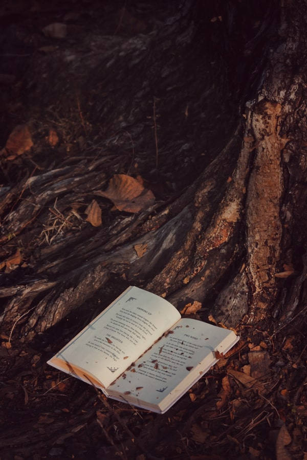 Dark Brown Aesthetic Book And Tree Wallpaper