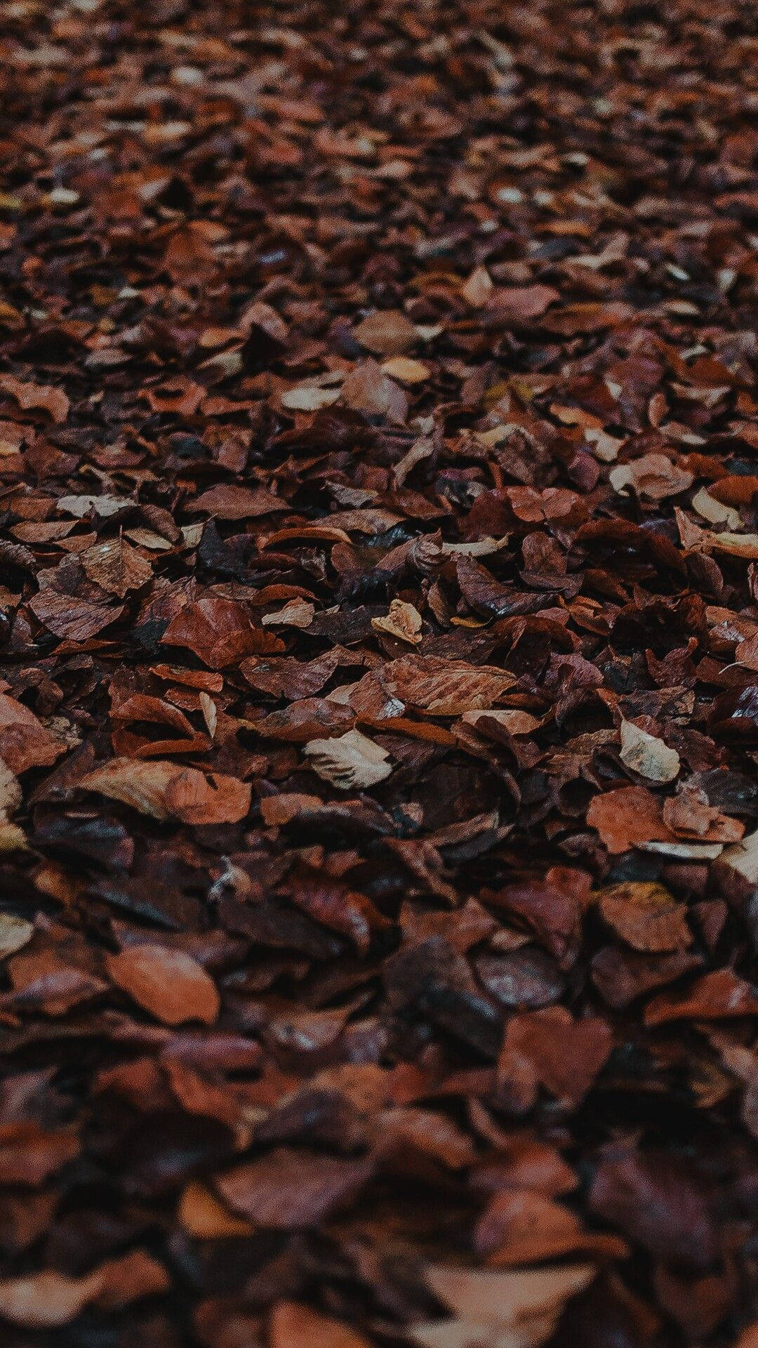 Dark Brown Aesthetic Fallen Leaves Wallpaper