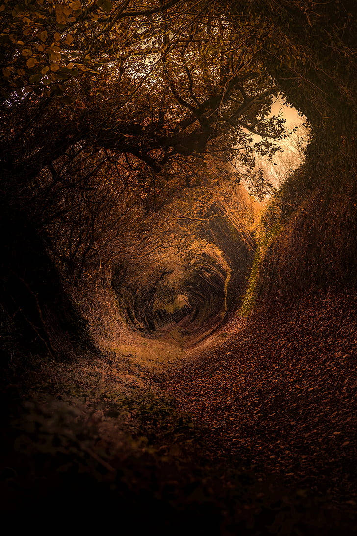 Dark Brown Aesthetic Forest Pathway Wallpaper