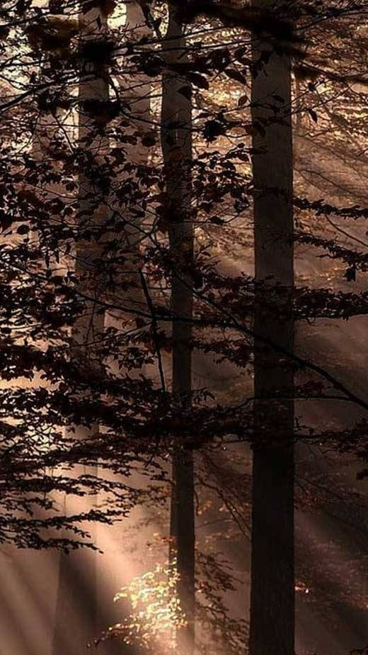 Dark Brown Aesthetic Forest Trees Wallpaper