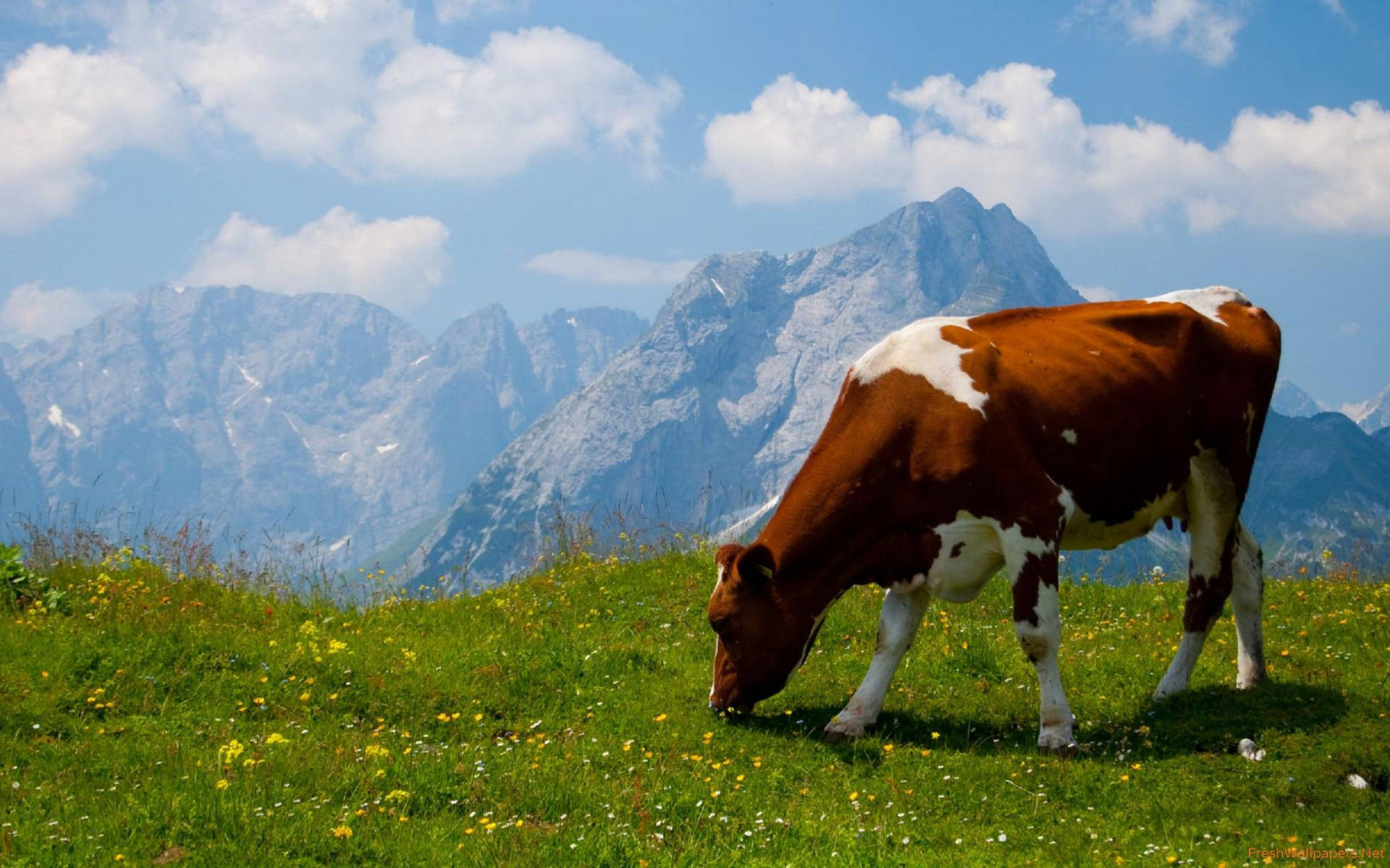 A contented brown cow peacefully grazes in a field Wallpaper