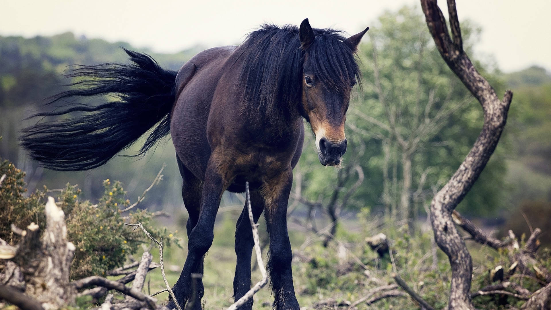 Dark Brown Dartmoor Pony Foal Wallpaper