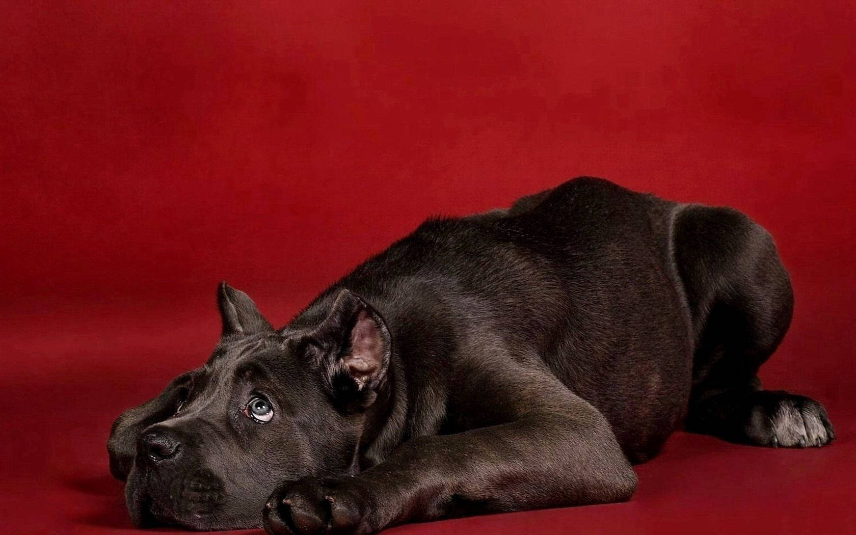Dark Brown Dog Photography Background