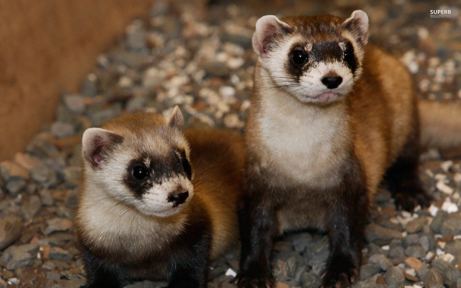 Ferret Photos Download The BEST Free Ferret Stock Photos  HD Images