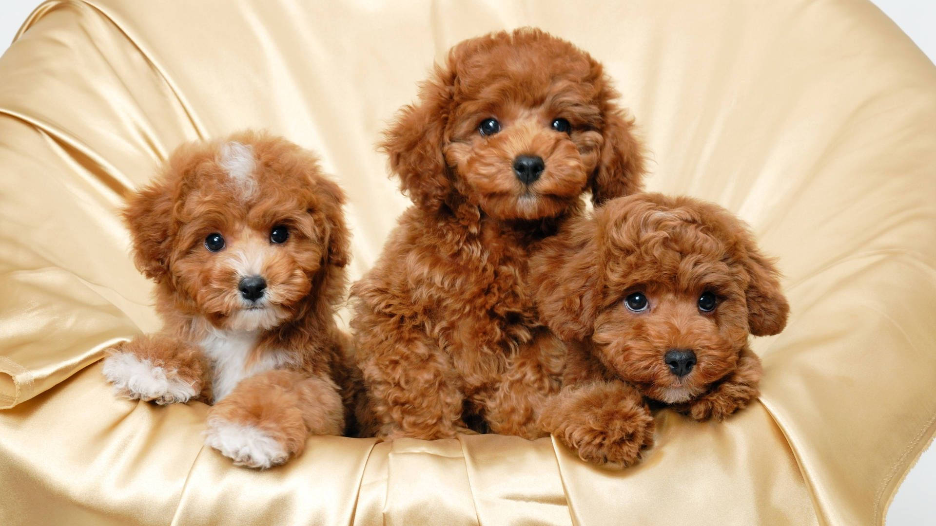brown puppy