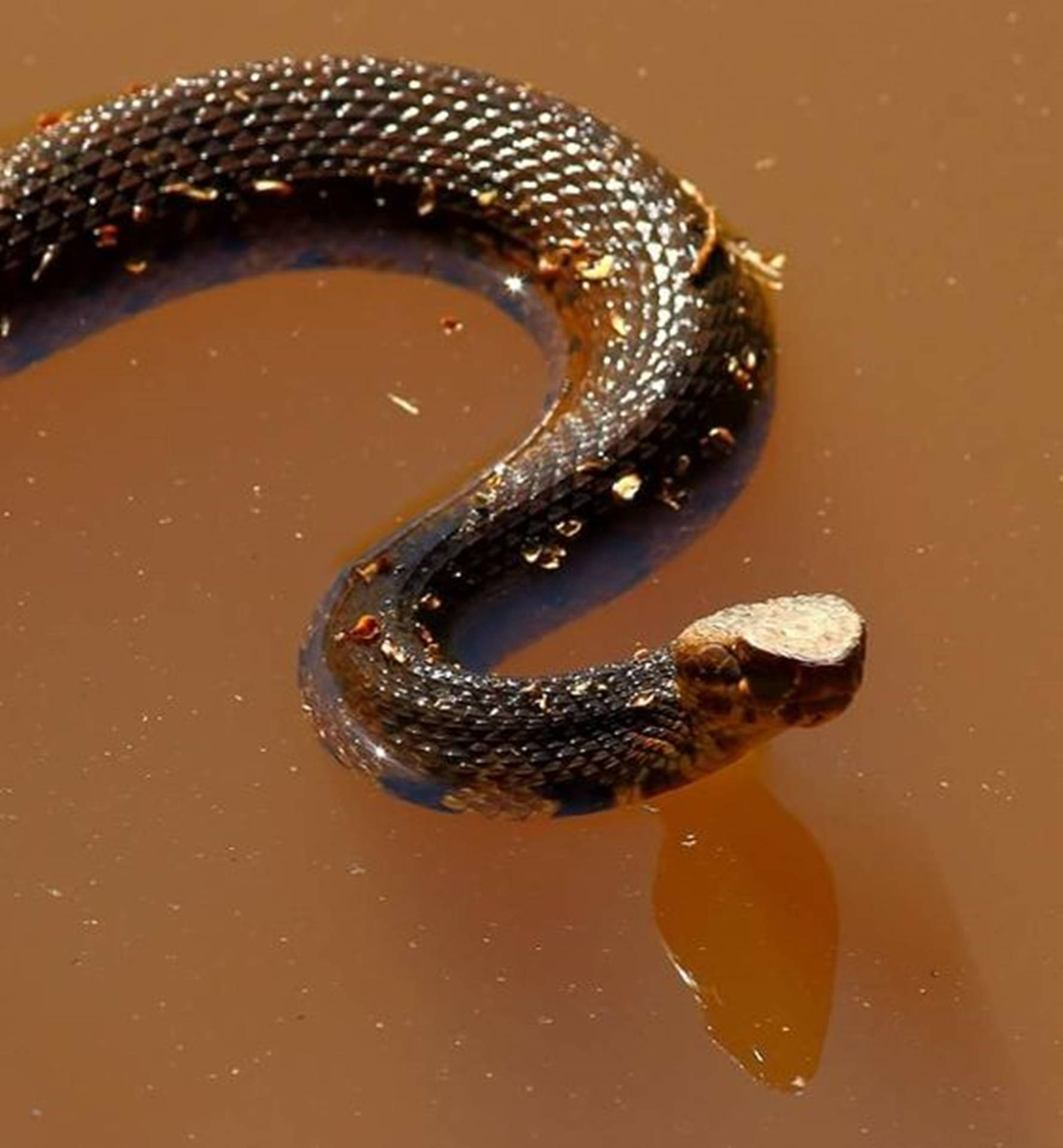 Captivating Image of a Dark Brown Water Moccasin in Mud Wallpaper