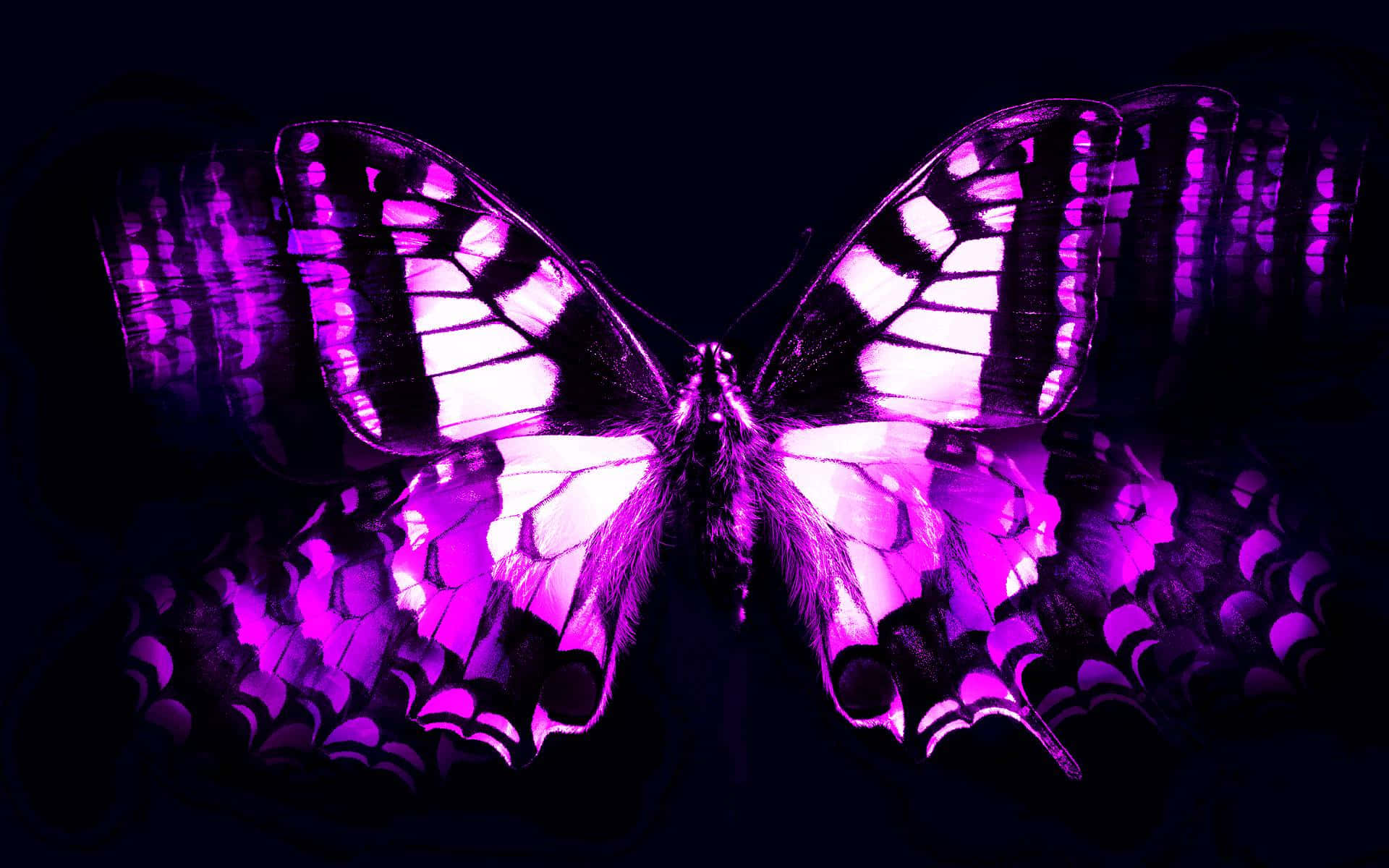 Mysterious Dark Butterfly Wallpaper