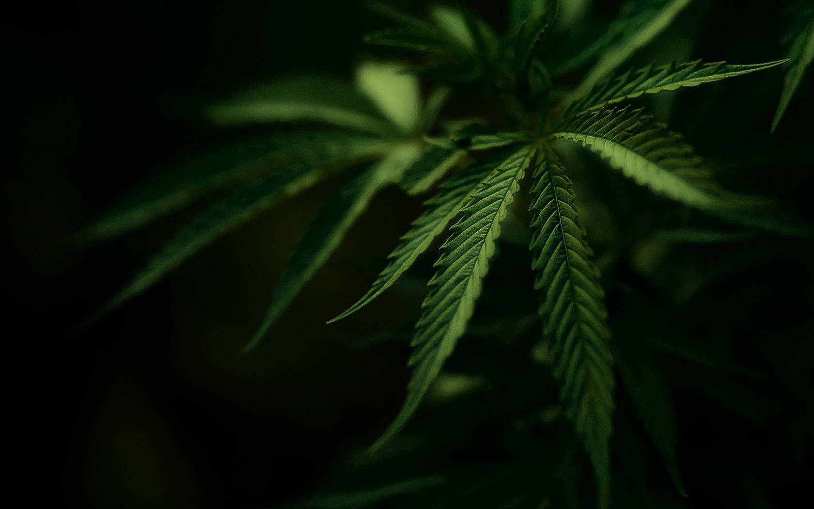 Estéticaoscura De Cannabis Fondo de pantalla