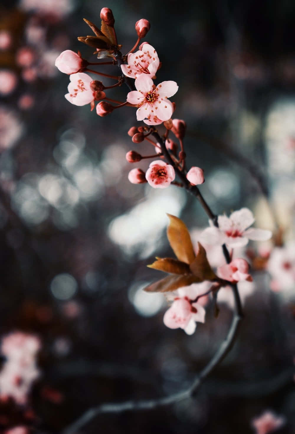 A Close Up Of A Branch With Pink Flowers Wallpaper