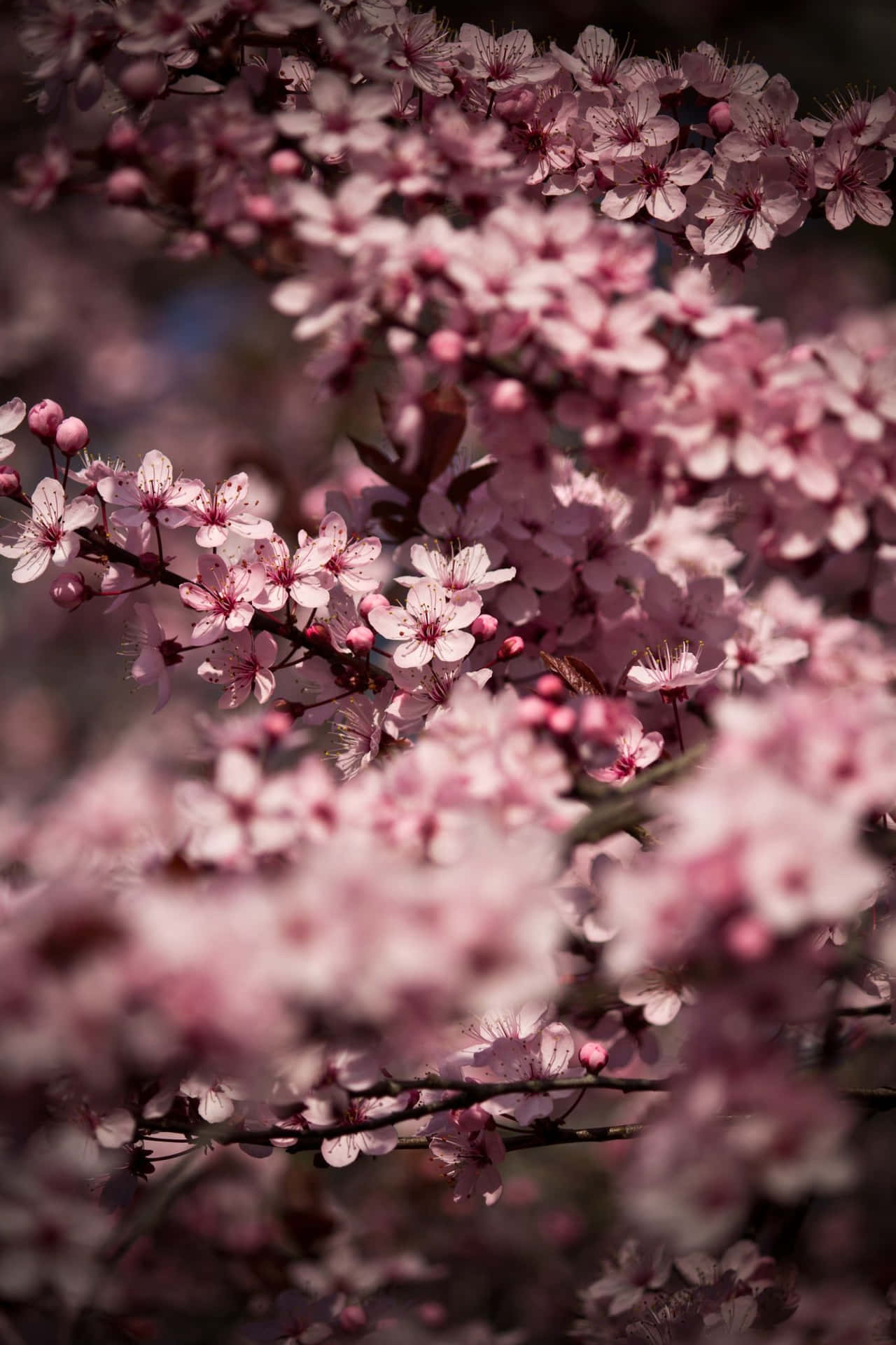 Rich, dark colours in a gorgeous cherry blossom display Wallpaper