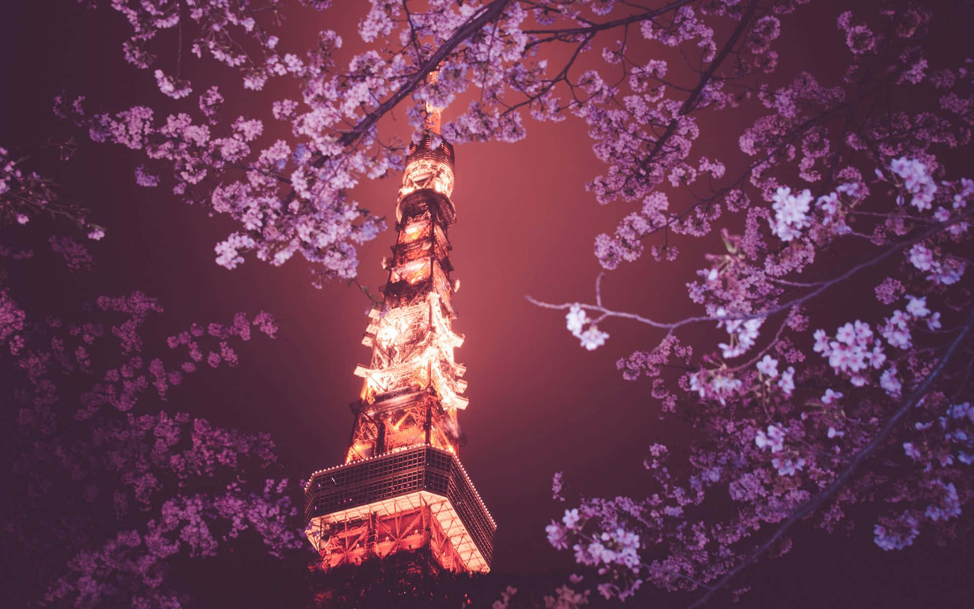 Bright Tower With Dark Cherry Blossom Flowers Wallpaper