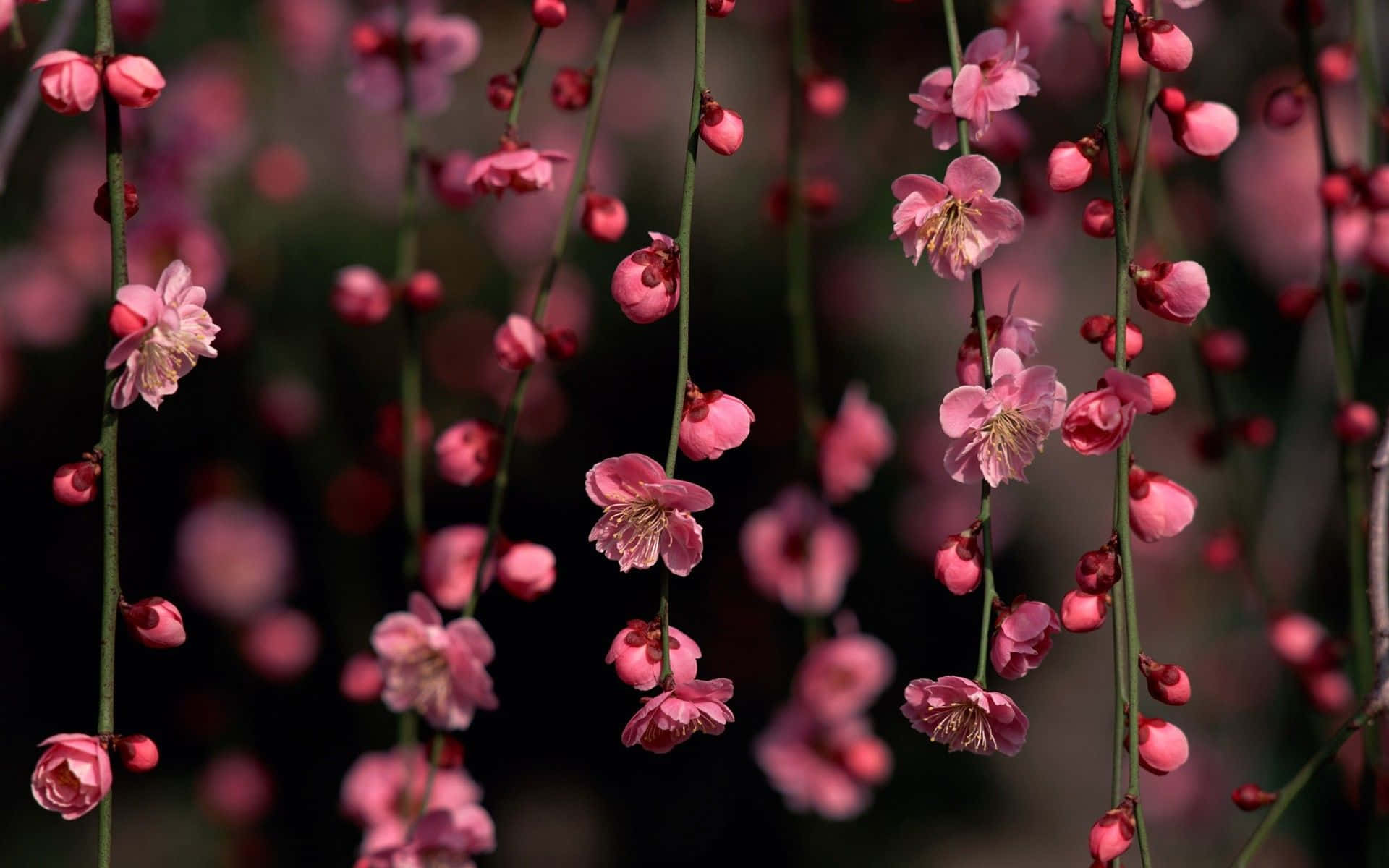 Magnificent Dark Cherry Blossom Flowers Wallpaper