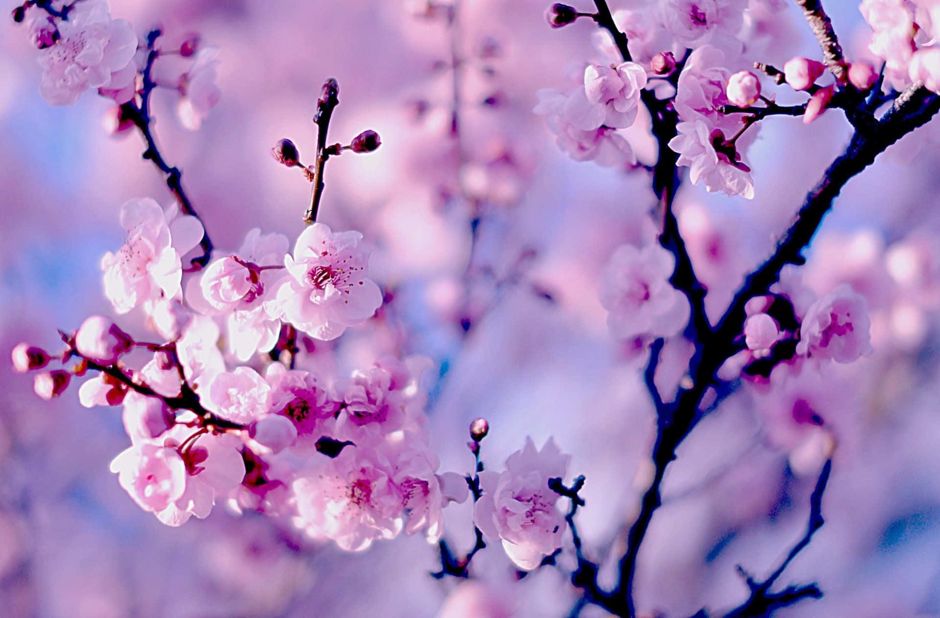 Dark Cherry Blossom Trees Close-up Wallpaper