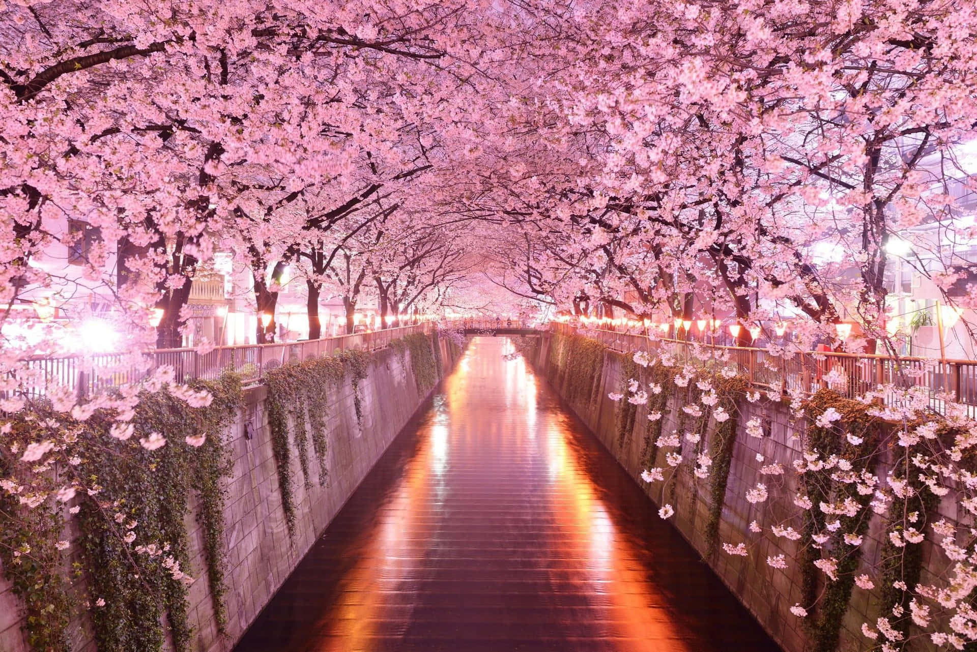 Meguro Canal With Dark Cherry Blossom Wallpaper