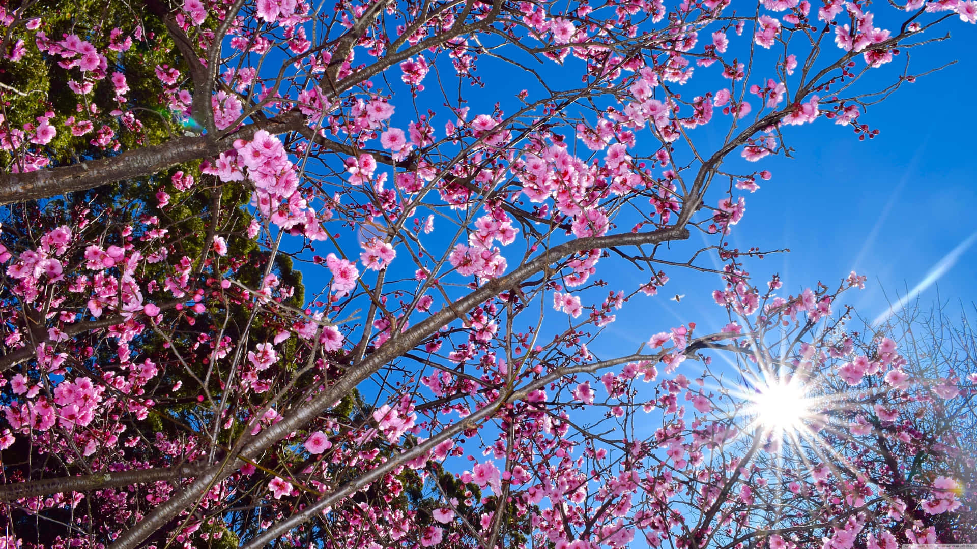 Dark Cherry Blossom Flowers Under A Bright Sunlight Wallpaper
