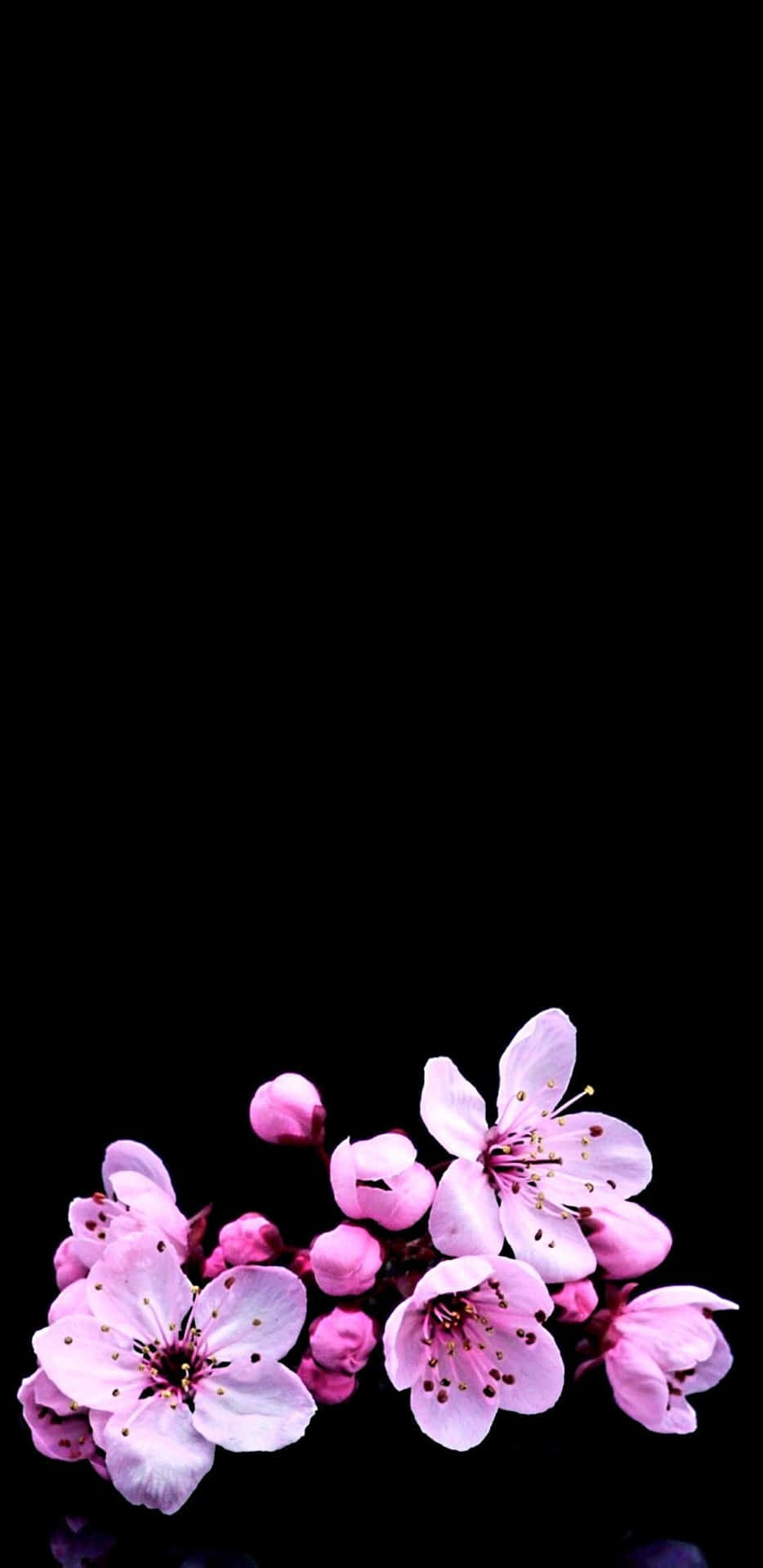 Lad dig imponeres af skønheden af Mørke Kirsebær Blomster! Wallpaper