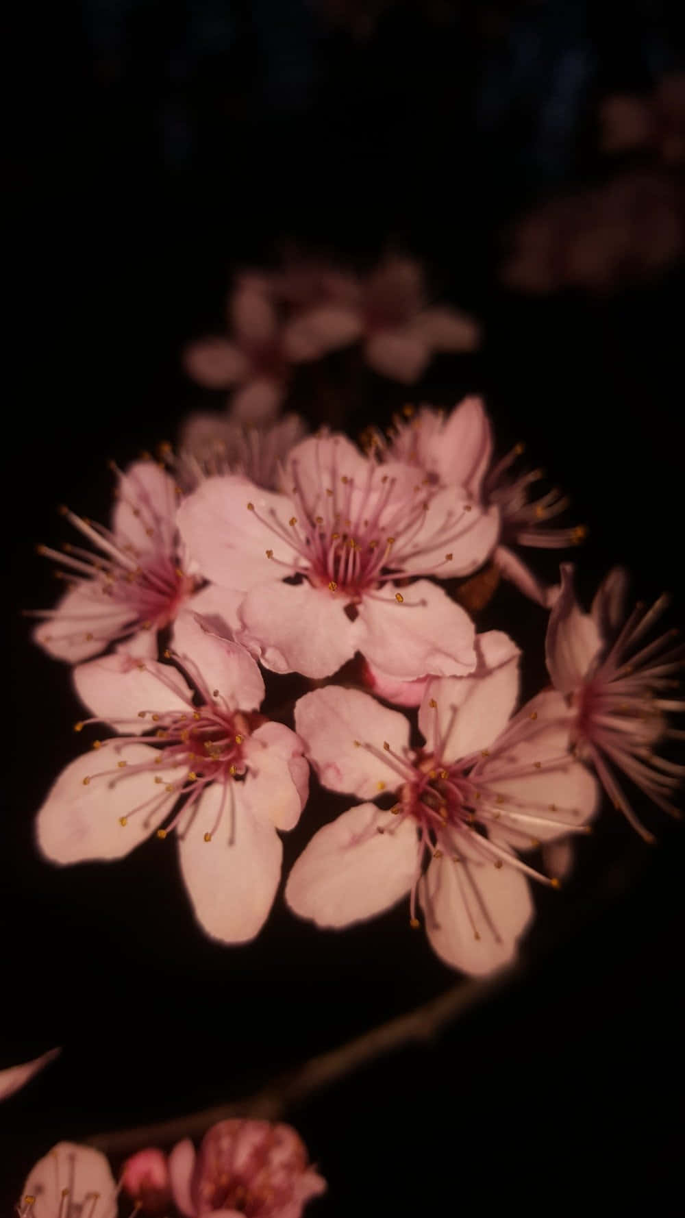 Dark Cherry Blossom - Skønheden af naturen i mørke nuancer. Wallpaper